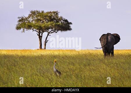 Serengeti National Park Tanzania Landscape with Distant Isolated Acacia Tree, Bird and Elephant Animals on Horizon Stock Photo