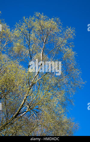 Bright green new shoots of a Silver Birch tree in spring sunshine with background of blue sky. Stock Photo