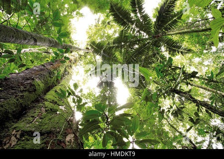 View upwards to canopy of lowland rainforest at La Selva Biological Station, Sarapiquí, Costa Rica Stock Photo
