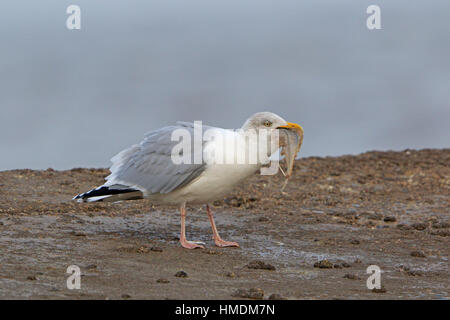 Adult Herring Gull swallowing flat fish Stock Photo