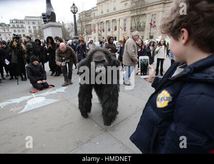 A performer in an animatronic gorilla suit in Trafalgar Square, London, interacts with members of the public during a promotion by the Uganda Tourism Board to highlight Uganda as a holiday destination. Stock Photo