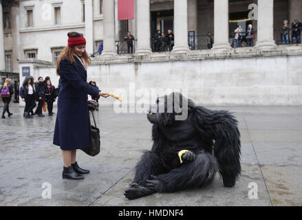 A performer in an animatronic gorilla suit in Trafalgar Square, London, interacts with members of the public during a promotion by the Uganda Tourism Board to highlight Uganda as a holiday destination. Stock Photo