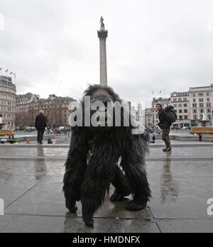 A performer in an animatronic gorilla suit in Trafalgar Square, London, during a promotion by the Uganda Tourism Board to highlight Uganda as a holiday destination. Stock Photo