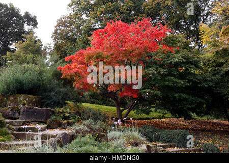 ACER PALMATUM ELEGANS IN AUTUMN COLOUR. Stock Photo