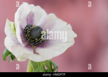 a single white anemone flower with purple center on mauve still life - fragile beauty in the language of flowers  Jane Ann Butler Photography JABP1800