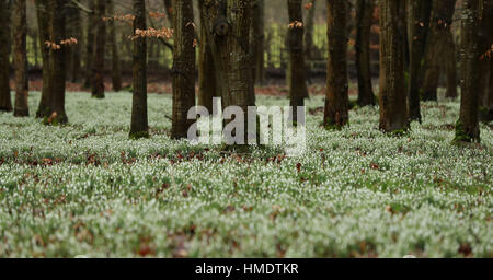 Snowdrops carpet the ground in the 'Snowdrops wood' at Welford Park in Berkshire RESS ASSOCIATION Photo. Picture date: Thursday February 2, 2017. Photo credit should read: Andrew Matthews/PA Wire Stock Photo