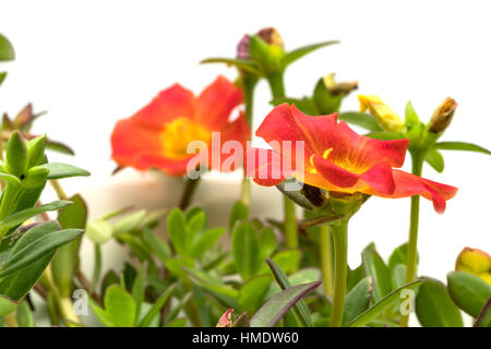 Blooming Common Purslane flowers on white background Stock Photo