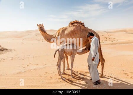 Camel with her calf and a farm worker in Liwa Oasis. Emirate of Abu Dhabi Stock Photo