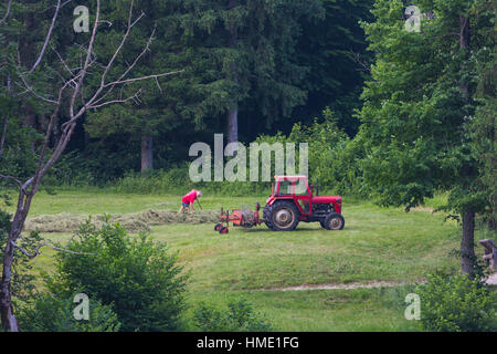 Triglav National Park, Upper Carniola, Slovenia.  Farmer gathering hay on the shore of Lake Bohinj. Stock Photo