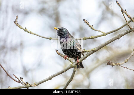 Starling (Sturnus vulgaris) perched in a tree Stock Photo