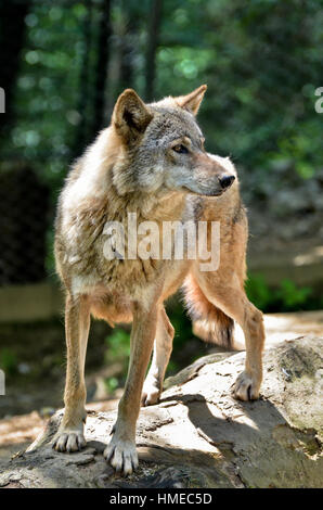 Gray wolf - Canis lupus standing on a log Stock Photo