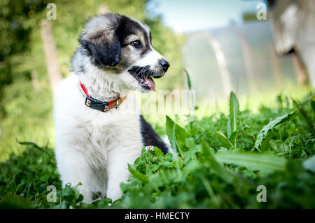 Puppy small dog is resting on the grass. Purebred domestic young pup kraski ovcar laying in nature. Looks like Siberian Husky or Alaskan Malamute. Sha Stock Photo