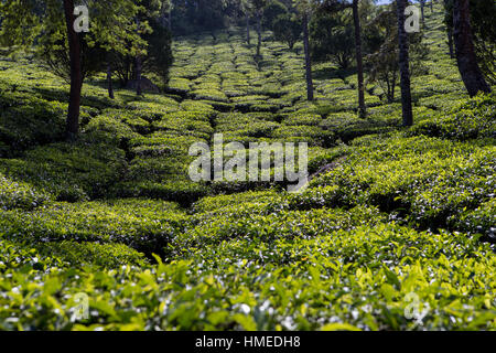 Tea Plantation, Kerala, India Stock Photo