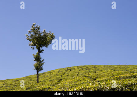 Tea Plantation, Kerala, India Stock Photo