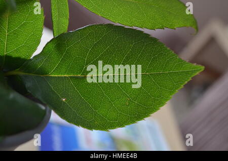 Green leaf of rose. Stock Photo