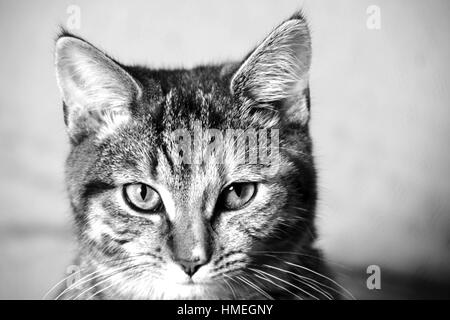 Black and white portrait of a cat with a blurred white background Stock Photo