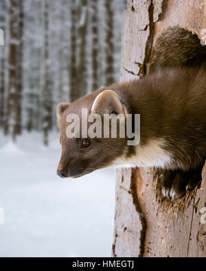 European pine marten (Martes martes) emerging from woodpecker's nest hole in tree in snow covered forest in winter Stock Photo