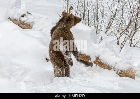Curious one year old brown bear cub (Ursus arctos arctos) standing upright on its hind legs in the snow in winter Stock Photo