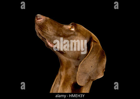 Portrait of a German short haired Pointer with a plain black background Stock Photo