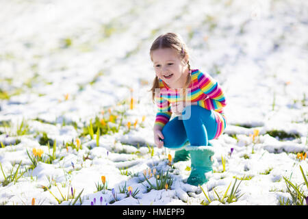 Cute little girl in colorful dress watching first spring crocus flowers under snow on cold day. Child picking garden flower Stock Photo