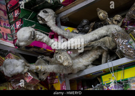 Llamas on display in the Witches Market in La Paz, Bolivia, for use in la mesa, a sacrifice to the pachamama, mother earth deity, especially in August Stock Photo