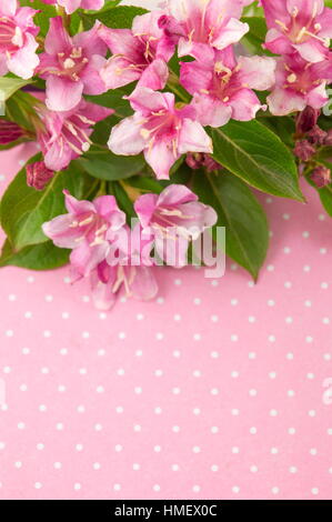 Weigela flowers in blossom against pink background Stock Photo