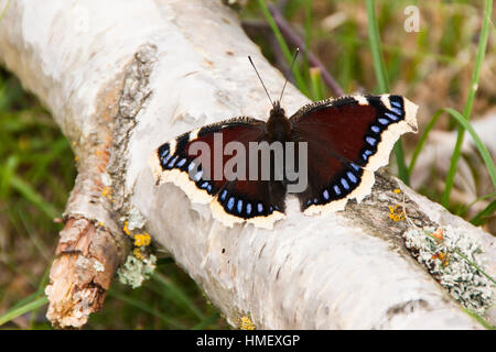 Camberwell Beauty butterfly, Nymphalis antiopa, basking on a fallen birch tree branch in sunlight with wings open Stock Photo