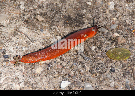 Red Slug, Arion rufus, stretched out going along on the ground Stock Photo