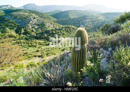 France, Sentiers botaniques de Foncaude, a garden in the garrigue, mediterranean vegetation with  Neobuxbaumia polylopha in front Stock Photo