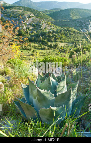 France, Sentiers botaniques de Foncaude, a garden in the garrigue, mediterranean vegetation with Agave parrasana Stock Photo