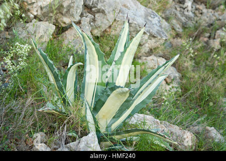 France, Sentiers botaniques de Foncaude, a garden in the garrigue, Agave americana 'Mediopicta'.  Obligatory mention of the garden’s name. Only use fo Stock Photo