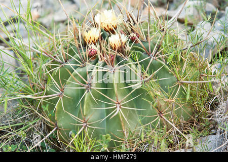 Latispinus cactus hi-res stock photography and images - Alamy