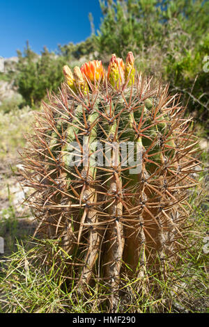 France, Sentiers botaniques de Foncaude, a garden in the garrigue, Ferocactus pilosus, Mexican Lime Cactus, Viznaga de Lima Stock Photo