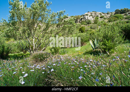 France, Sentiers botaniques de Foncaude, a garden in the garrigue, mediterranean vegetation with olive trees, aphyllanthes of Montpellier Stock Photo