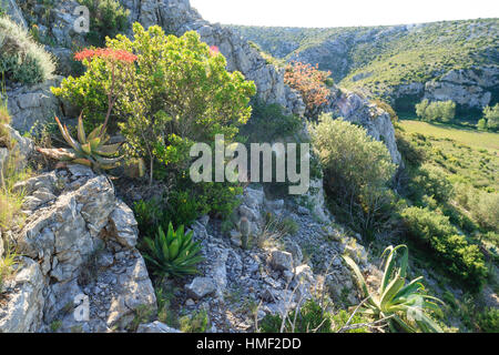 France, Sentiers botaniques de Foncaude, a garden in the garrigue,  Obligatory mention of the garden’s name. Only use for press and books Stock Photo