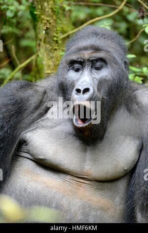 Silverback eastern lowland gorilla portrait calling his female (Gorilla beringei graueri) in the equatorial forest of Kahuzi Biega National Park.