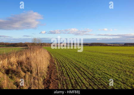 Young cereal plants with dry grasses and trees in a Yorkshire wolds landscape under a blue cloudy sky in winter Stock Photo