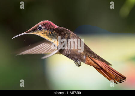 Male ruby-topaz hummingbird (Chrysolampis mosquitus) Trinidad Tobago Stock Photo