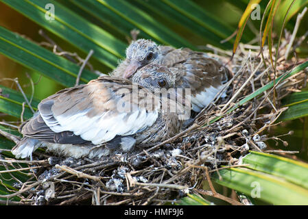 two chicks of white wing dove in tree nest Stock Photo