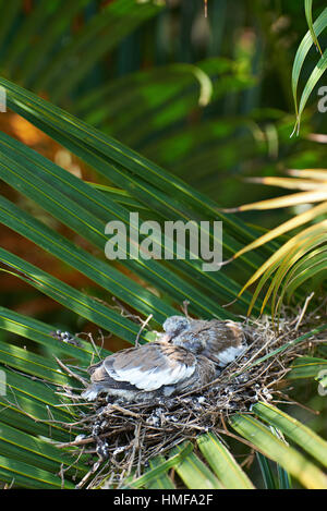 two Sleeping white dove chicks in palm nest Stock Photo