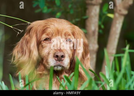 Portrait of old brown cocker spaniel looking from grass Stock Photo