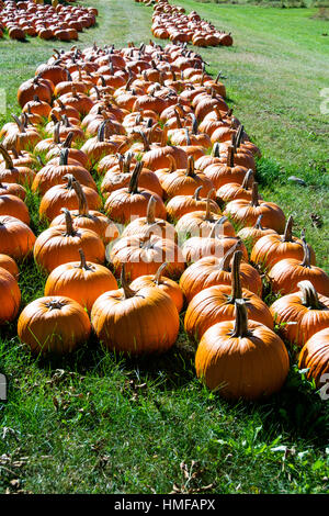 Pumpkin,in maine. hallowen Stock Photo