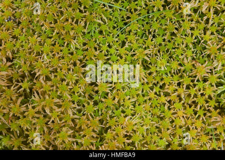 Torfmoos, Torf-Moos, Bleichmoos, Sphagnum spec., Sphagnaceae, Torfmoose, peat moss Stock Photo