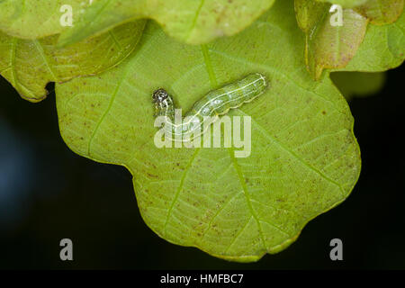 Trapezeule, Trapez-Eule, Mordraupeneule, Mordraupen-Eule, Raupe frisst an Eiche, Cosmia trapezina, Calymnia trapezina, Dun-bar, caterpillar, Eulenfalt Stock Photo