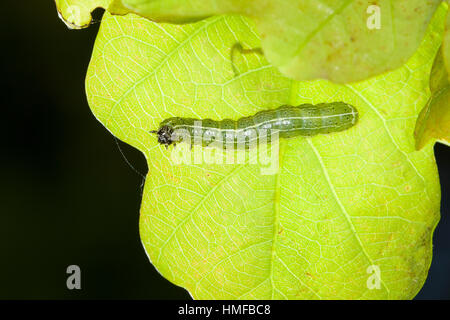 Trapezeule, Trapez-Eule, Mordraupeneule, Mordraupen-Eule, Raupe frisst an Eiche, Cosmia trapezina, Calymnia trapezina, Dun-bar, caterpillar, Eulenfalt Stock Photo