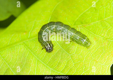 Trapezeule, Trapez-Eule, Mordraupeneule, Mordraupen-Eule, Raupe frisst an Eiche, Cosmia trapezina, Calymnia trapezina, Dun-bar, caterpillar, Eulenfalt Stock Photo