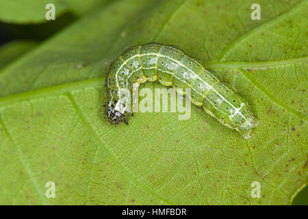 Trapezeule, Trapez-Eule, Mordraupeneule, Mordraupen-Eule, Raupe frisst an Eiche, Cosmia trapezina, Calymnia trapezina, Dun-bar, caterpillar, Eulenfalt Stock Photo