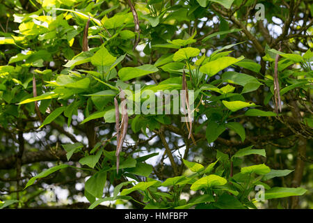 Gewöhnlicher Trompetenbaum, Catalpa bignonioides, southern catalpa, cigartree, Indian-bean-tree, Arbre aux haricots, Catalpa boule, Catalpa commun Stock Photo