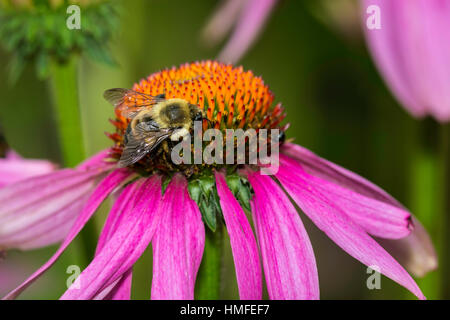 Eastern Carpenter Bee gathering pollen on a Purple Coneflwoer. Stock Photo