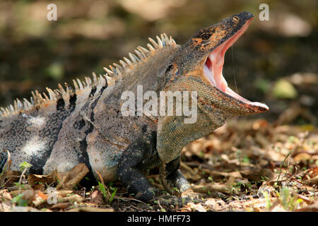 Male Black spiny-tailed iguana (Ctenosaura similis). Palo Verde National Park, Guanacaste, Costa Rica. Stock Photo